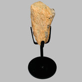 Triceratops Bone Fossil on Metal Stand